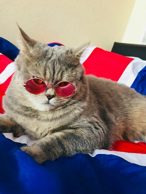 friendly-animals:  Buy these Cool Cat Glasses here &gt; Link