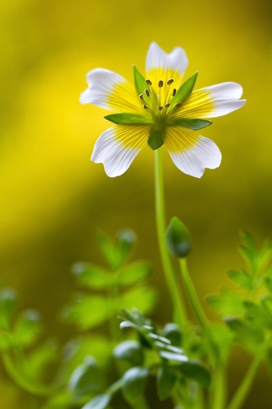 flowersgardenlove:  Poached egg Flowers Garden Love 