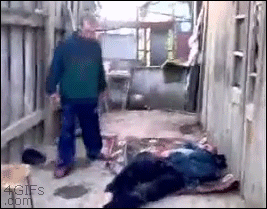 For animated GIFs