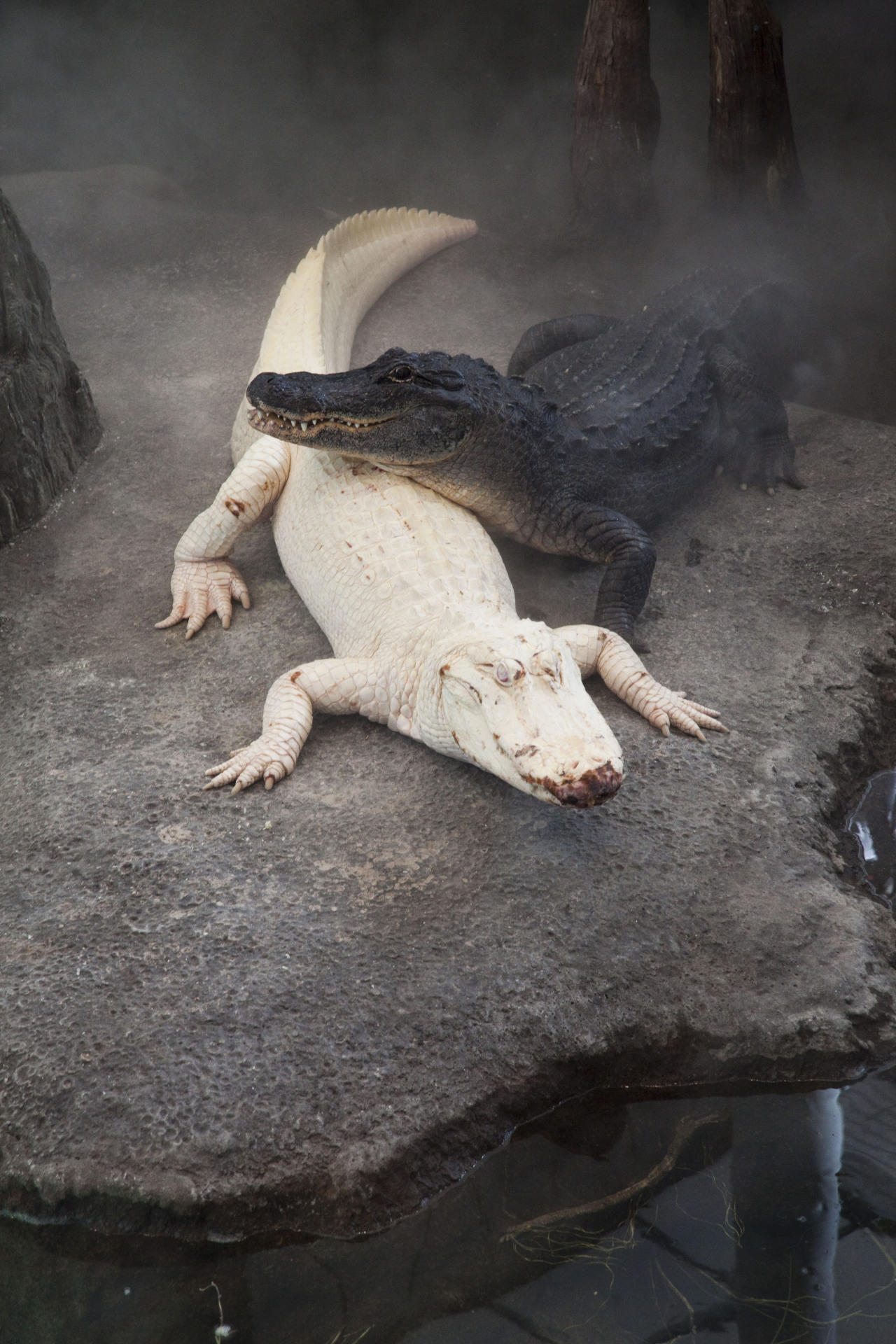 herplove:  Melanism vs. Albinism 