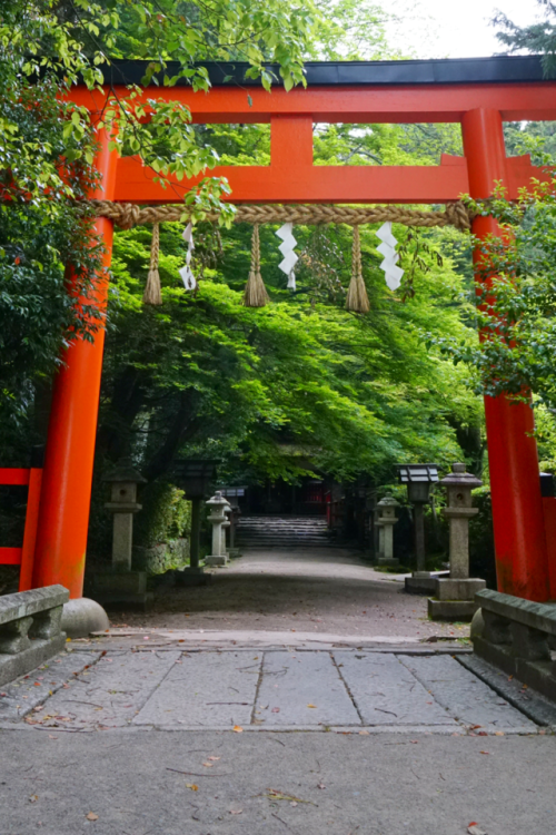 chitaka45:京都 大田神社の杜若(カキツバタ)＆賀茂川の鷺(サギ)kyoto otajinja shrine