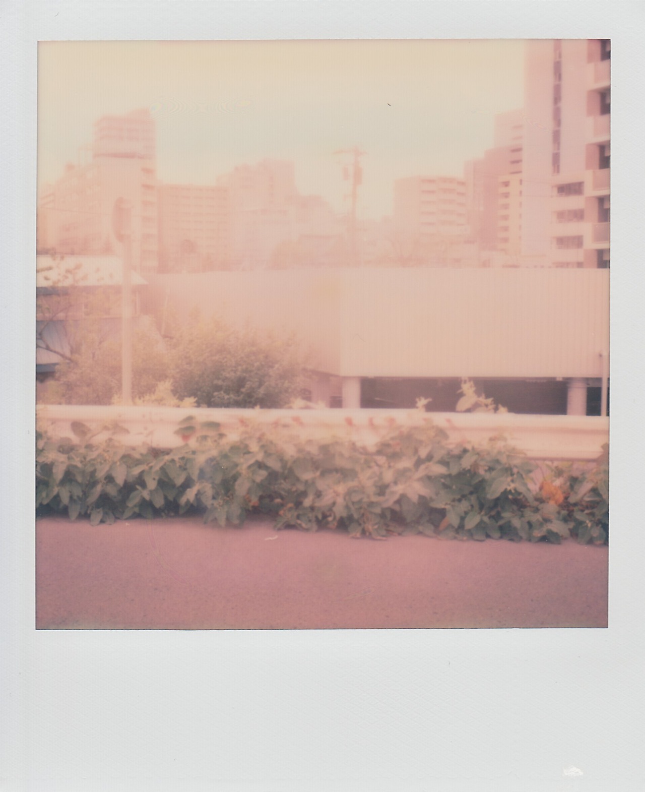 yutakamatsuda:  Sapporo,Hokkaido  Polaroid SX-70 First Model + Color Film for SX-70