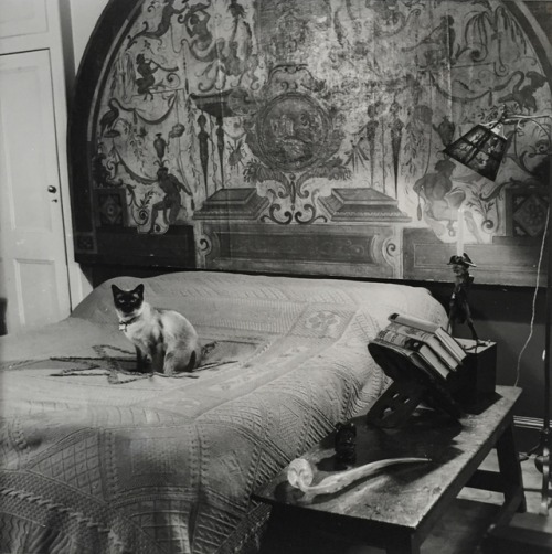 Thurston Hopkins (British, 1913-2014, b. London, England) - From Cats of London which was first publ