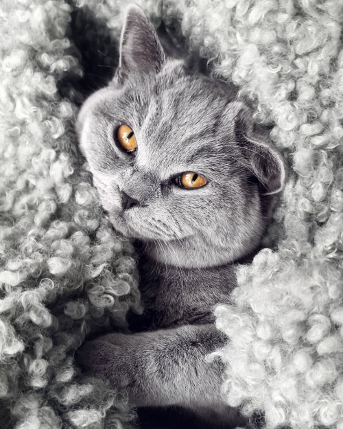 gentle-breeze: favorite-aesthetic: This cat is gorgeous Source Beautiful gray kitty..gorgeous
