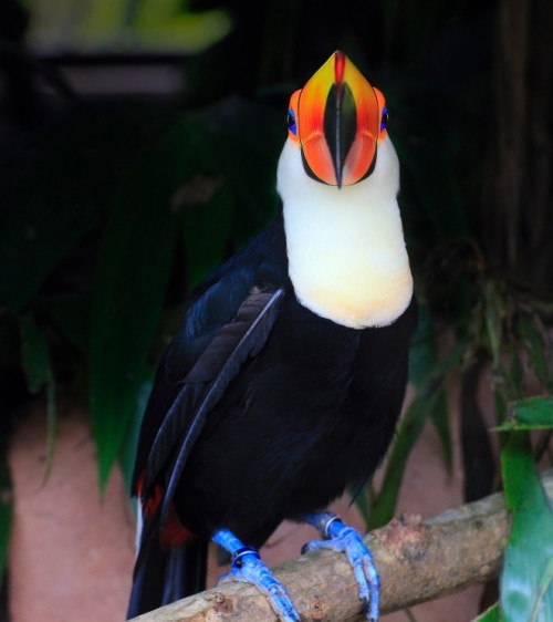 tucan