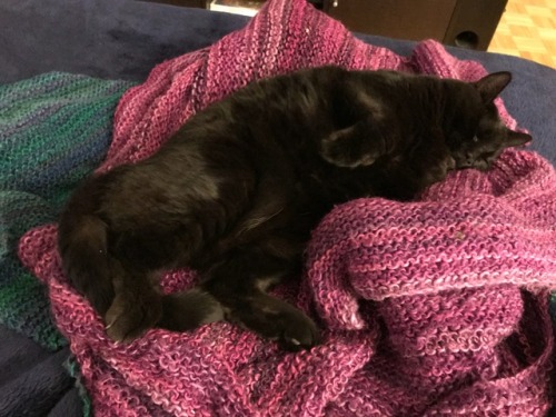 My beautiful Pushu sleeping on my knitted blanket(submitted by @plumppushu)