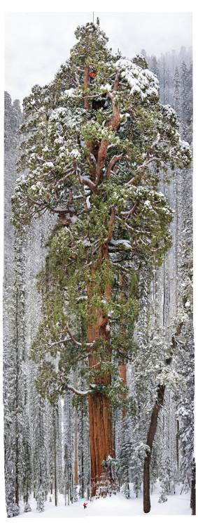 Find the 4 climbers! 3200 years sequoia in one shot! The President.