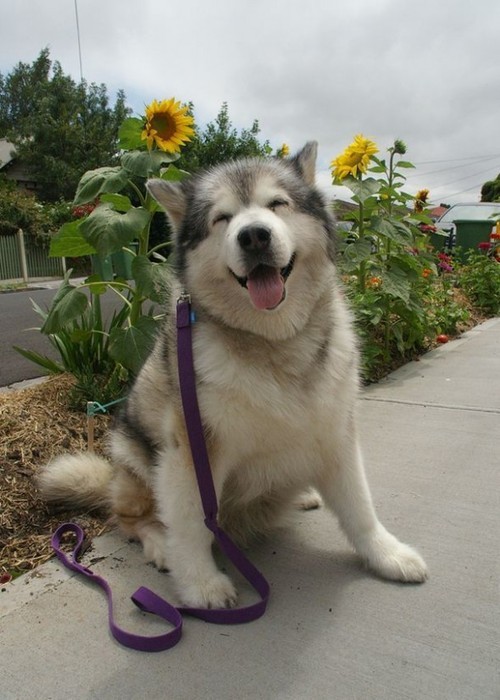 XXX thecutestofthecute:  Alaskan Malamute appreciation photo