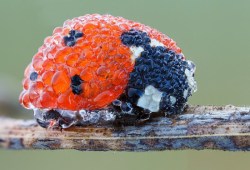 brutalknuckles:  ausonia:  Ladybug in the morning dew   OMG