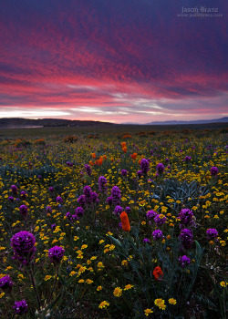 drxgonfly:  Floral Sunset (by Jason Branz)