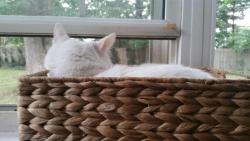 cats-are-true-love:  Penny found a new basket to be dramatic in.