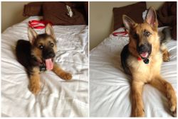 fictionspacecowboy:   crybabyjpg:  awwww-cute:  7 weeks to 7 months  OH MY GOD   #very proud of this small dog for learning how to become a big dog  