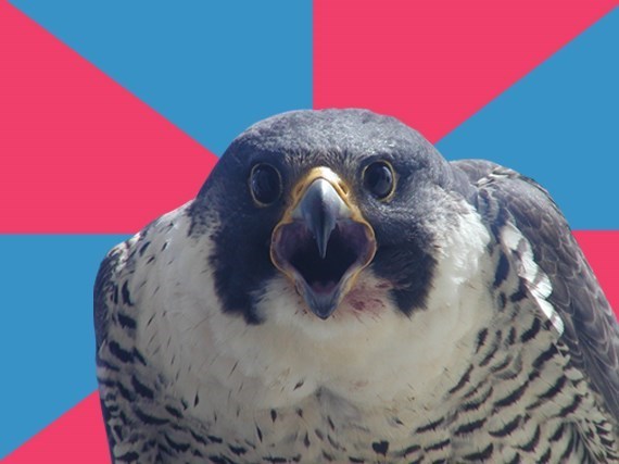 spatialheather: ithelpstodream: The Millenial Falcon is my new favourite meme.  MILLENIAL.