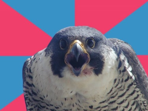 spatialheather: ithelpstodream: The Millenial Falcon is my new favourite meme.  MILLENIAL. FALCON. 