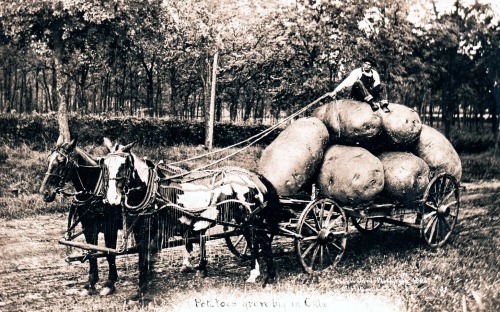 Big patates, Oklahoma, 1909.