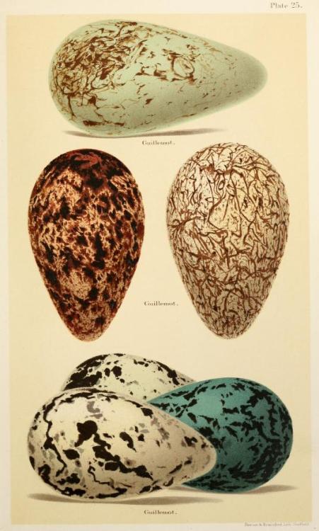 Illustrations taken from ‘Coloured Figures of the Eggs of British Birds’ by Henry Seebohm, Richard B