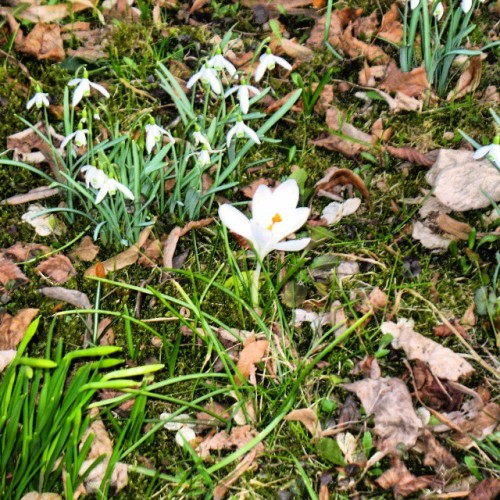 A White#crocus For A Change ;) #Kreuzviertel #Dortmund 8.3.15 Canon PowerShot A620 - See Http://blog.sebrem.de/?p=976