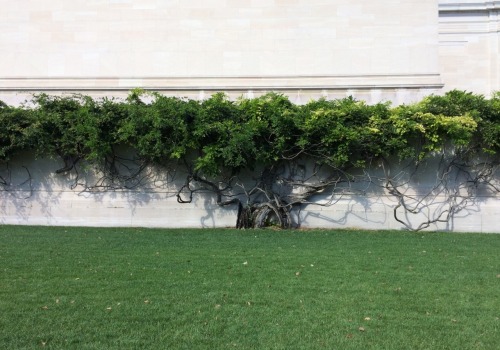Espalier, Mall Facade, West (old) Building, National Gallery of Art, Washington, DC, 2014.