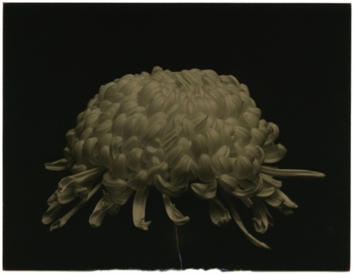 yama-bato:Masao Yamamoto