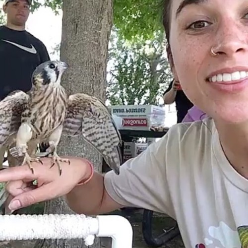 So the coolest thing happened yesterday, I got to hang out with this an American Kestrel all day. Sh