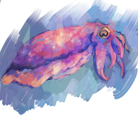 pinkprocrastinator:i love love love cuttlefish