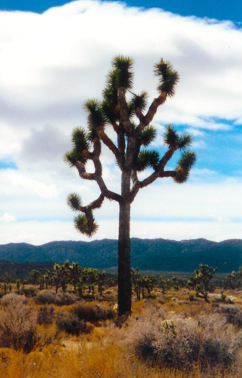 Joshua Tree, Joshua Tree National Monument (now National Park), 1988.