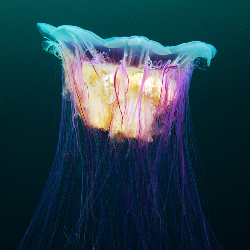 llbwwb:   (via 500px / Cyanea capillata by Alexander Semenov) 