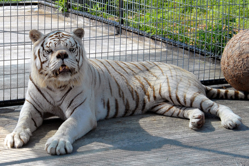 The only way to produce a white tiger is through inbreeding.  The severe inbreeding can result in many genetic defects including grotesquely crossed-eyes, facial features and mental impairments. 