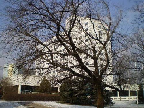 Trees in Wroclaw-Krzyki, Poland.