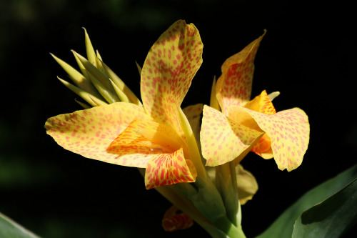 31/8/16: Canna ‘Picasso’Cannas are great. In a cool temperate climate with limited space, it’s nice 