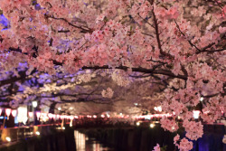 ileftmyheartintokyo:   	Cherry blossoms at