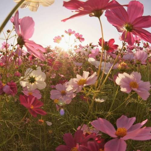 Themed Thursday, Summer Special, 24 - 26-aug-2018Everything … about a summer weekendthoughts 