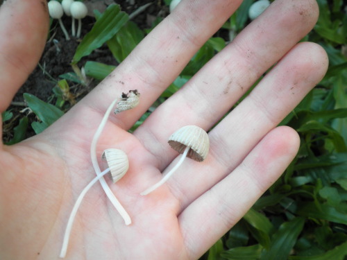 thesleepingfawn:the mushrooms came back!everything is so green and the yard smells so cleanthe grass