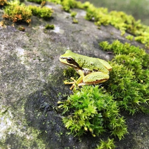 glumshoe:pacific chorus frog