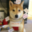 shiba-blep