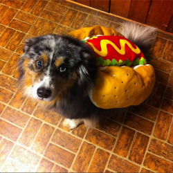handsomedogs:  the handsome hot dog, Teddy  Awww