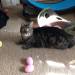 fbwzoo:fbwzoo:Imagine thinking you should toss your cat outside to get hit by a car or eaten by a coyote because there’s justNoPossibleWayToGiveThem EnrichmentInside.Imagine if there was only a way to increase space for your cat inside.There’s