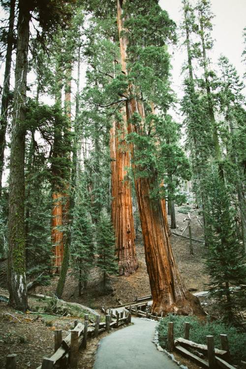 XXX stephencrutch:  Congress Trail, Sequoia National photo