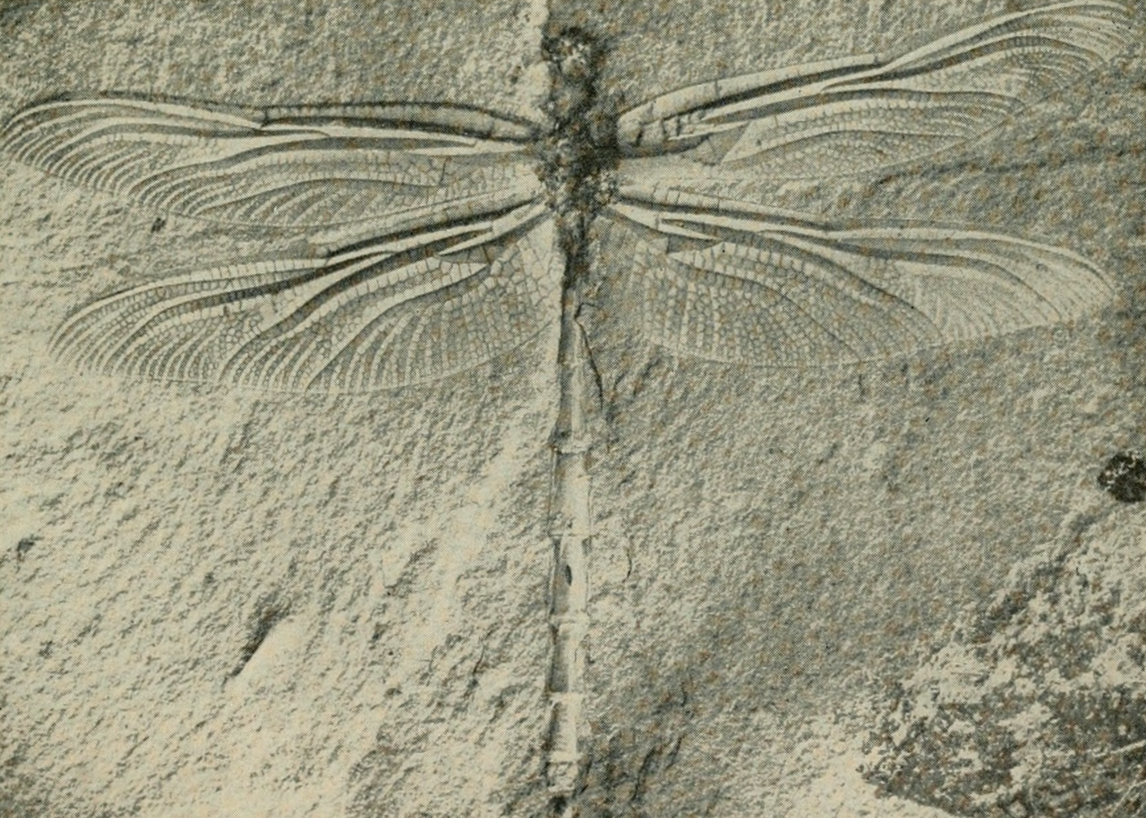 A fossilized dragonfly from the Jurassic. Bavaria. Annual report of the Board of Regents of the Smithsonian Institution. 1953.