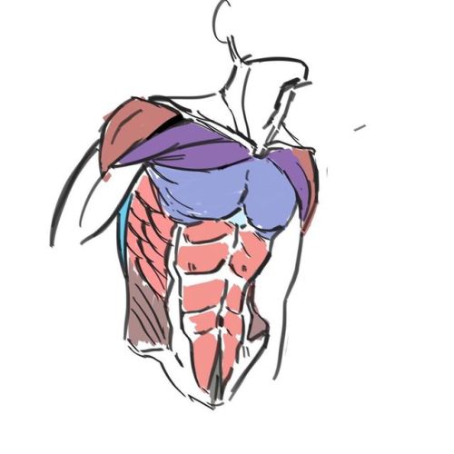 Studies from figure anatomy class. ...#figuredrawing #anatomy #torso #muscles #artist #artistsofinst