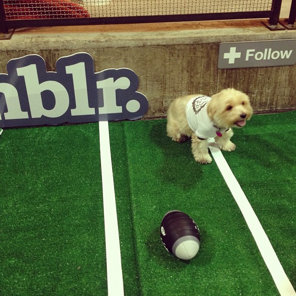 Leroy ready to puppy bowl it up at Tumblr Superbowl. (at Brooklyn Brewery)