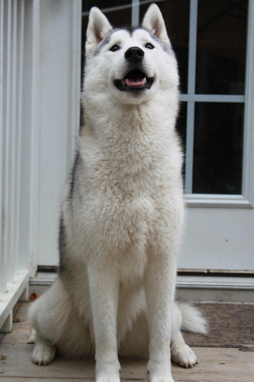southernsnowdogs: Just realized we hit 3,000 followers! :D To celebrate, here are photos of Jun