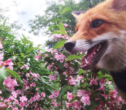 everythingfox:FLOWERS! Holy shit can you believe it!! :D