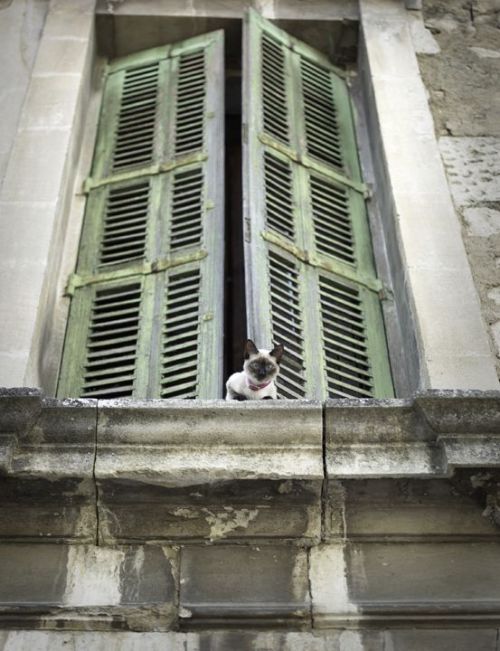 huariqueje: The French Cat , Cats and Windows Photography