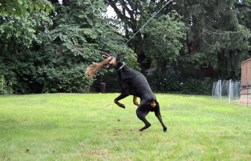 cynological: doberbutts: “What’s it like living with a doberman bred to work?”This