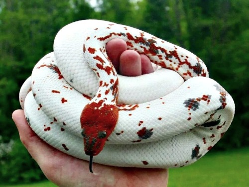 shadowstree:Oh gosh look at this Calico Dominican Red mountain Boa  