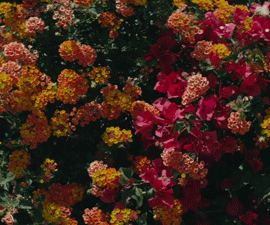 da31f5d710cfc3d31f347dc3bad487083d1576c1.gifv