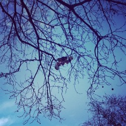 stuck balloons 🎈🌿🎈