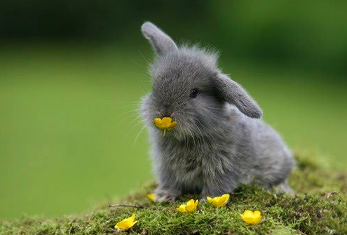 rojanlotfdoust:  Hey, so stop your scrolling for a bit think about baby bunnies,