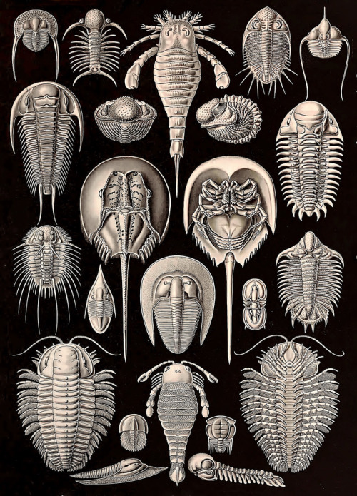 Ernst Haeckel - Kunstformen der Natur - 1899 - via Internet Archive (also via Wikimedia and LOC)